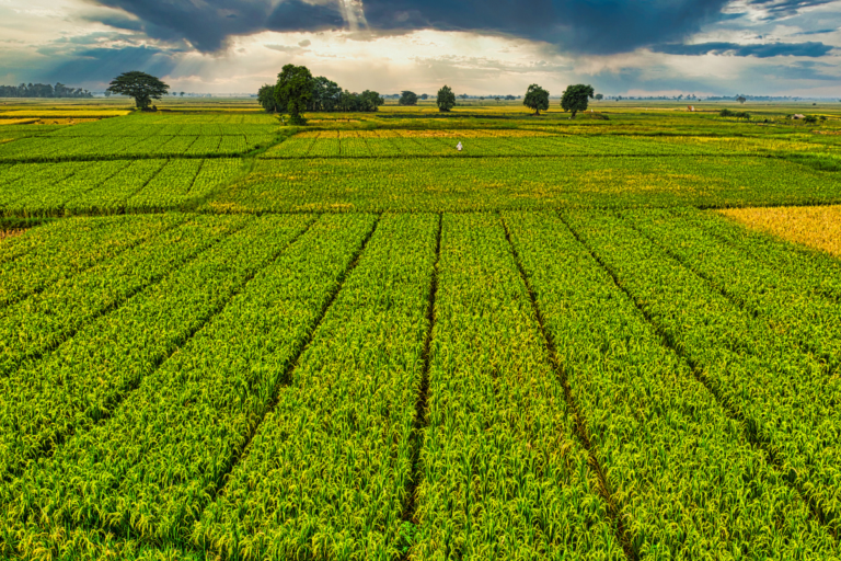 From Farm to Cup: The Journey of Our Premium Coffee
